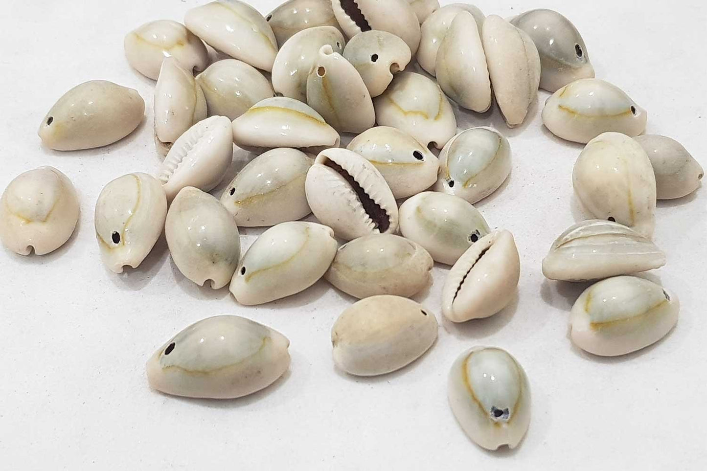 natural kodi shells for jewellery making